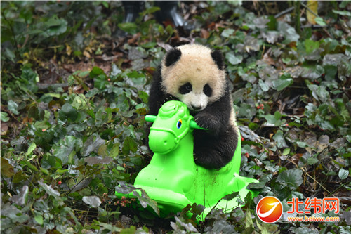 熊猫宝宝骑木马