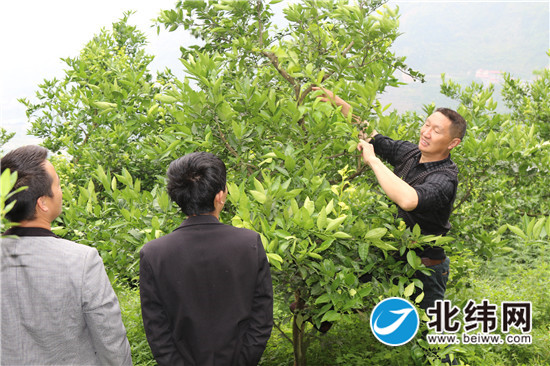 5月31日，市人大代表、汉源县安乐乡红岩村支部书记华锦正在 地里指导种植大户们给黄果柑树“抹芽子”.jpg