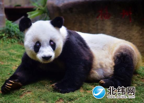 2017年1月17日在海峡（福州）大熊猫研究交流中心拍摄的大熊猫“巴斯”。.jpg