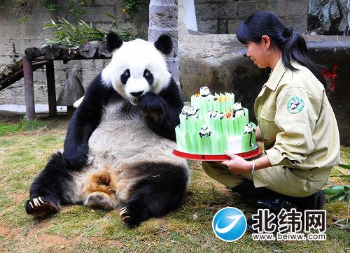 2015年11月13日，大熊猫“巴斯”在品尝福州熊猫世界为它准备的生日蛋糕。.jpg