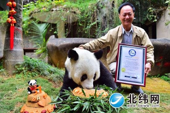 2017年1月17日，海峡（福州）大熊猫研究交流中心主任陈玉村在“巴斯”身边展示《世界上现存最长寿圈养大熊猫》证书。.jpg