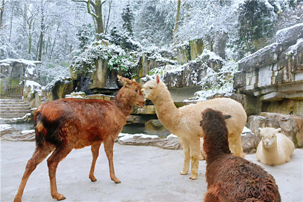 碧峰峡的动物在雪中玩耍JPG0.JPG