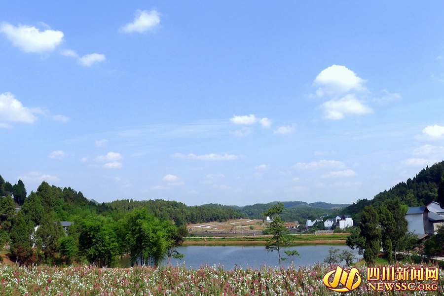 幸福美丽新村随手拍金堂大桥村蜀葵开遍的鲜花山谷