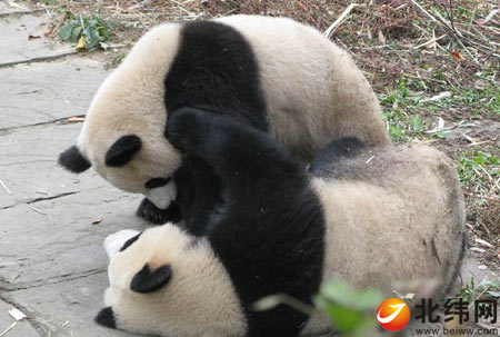 青川受伤大熊猫在我市患上到就医