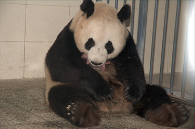 “换亲”大熊猫“甜甜”在雅产下双胞胎