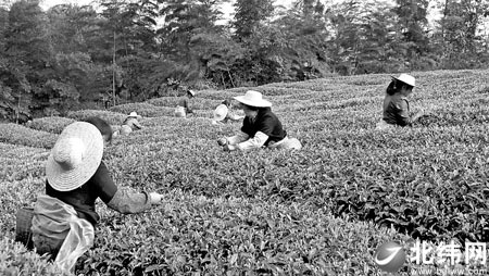 老祖宗种下七棵茶树 其祖先繁育万亩茶园