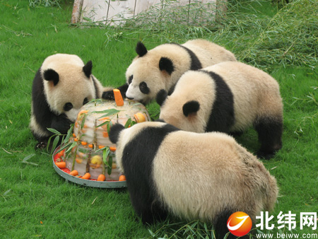 10只世广博熊猫在沪总体庆生