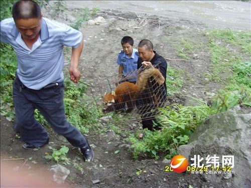 小熊猫受伤紧迫人类  夷易近警助其回归天然