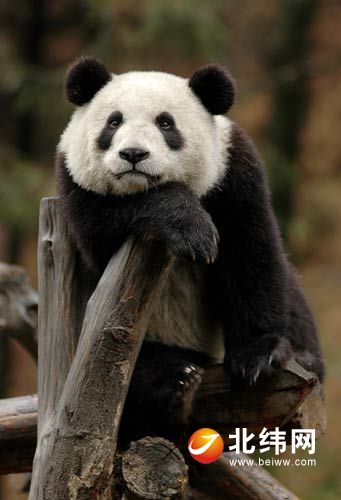 咱们对于大熊猫横蛮品牌开掘打造还不够深入
