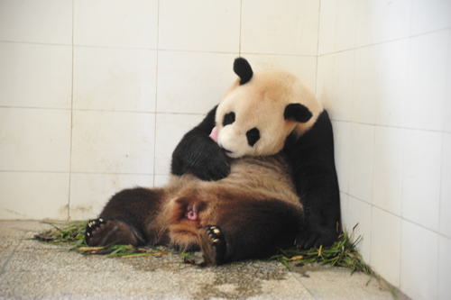 碧峰峡大熊猫又喜添一做作交配幼仔