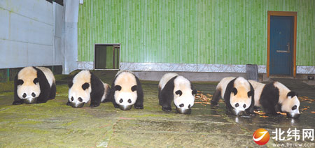 明日6只“雅安籍”大熊猫赴广州为亚运助威