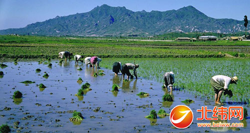 云丰雨沛 全市水稻栽插实现32万亩