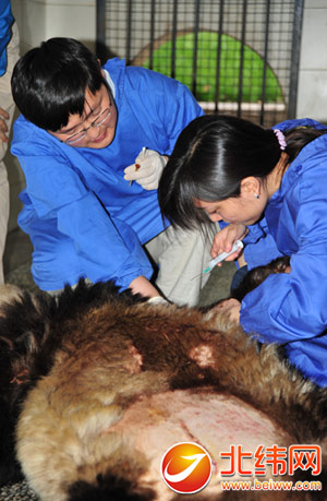 大熊猫患上肠梗阻 三小时剖腹手术助康复