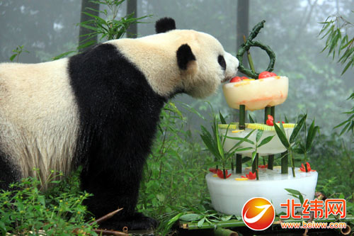 “海归大熊猫”总体庆生 享受特制“冰蛋糕”