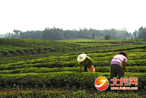 茶称圣 味独珍 一起闯进中国茶叶行业百强