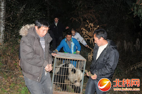 年迈体弱 营养不良 患病大熊猫在宝兴县乐成获救