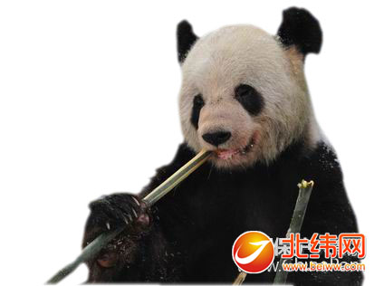 大熊猫“晴晴”的“第二春”