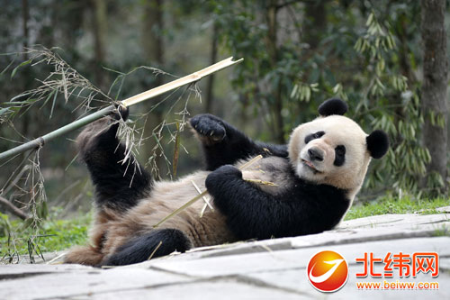 下月6日 大熊猫“武杰”“沪宝”将赴新加坡