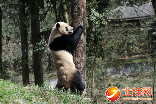 大熊猫“武杰”“沪宝”今日动身赴新加坡