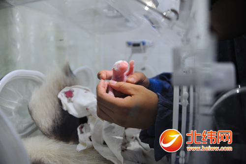 往年全天下首胎圈养大熊猫宝宝在雅安碧峰峡基地降生