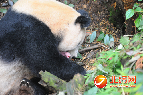 大熊猫“公主”昨日清晨在碧峰峡基地半野化场顺遂产仔