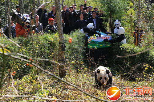 全球首例 雌性大熊猫“张想”在雅放归大自然