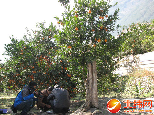 石棉老树挂新果230岁黄果柑挂果5.5千克
