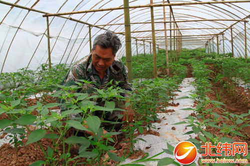 种植大棚蔬菜 发展循环农业 农旅结合助推产业发展