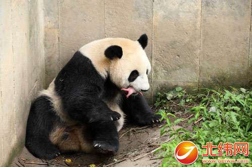 海归大熊猫“苏琳”在雅产下双胞胎