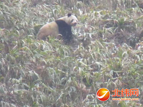 荥经县牛背山下发现一只野生大熊猫