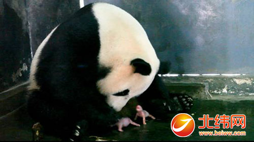 往年首对于野化培训大熊猫双胞胎降生