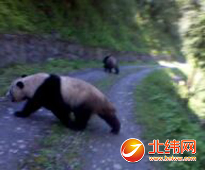 两只家养大熊猫 频现夹金山林区路