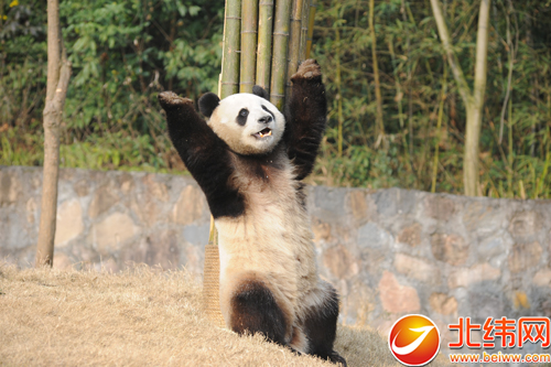 雅安籍大熊猫“园欣”“华妮”即将赴韩