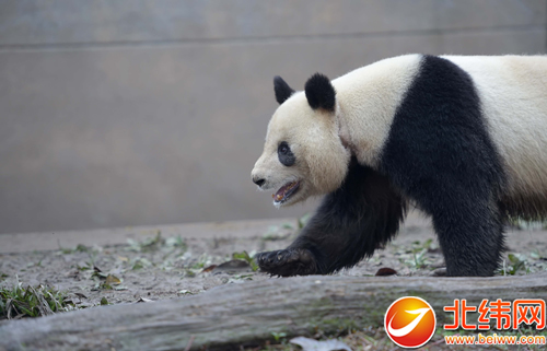 26只大熊猫 往年要当“准妈妈”
