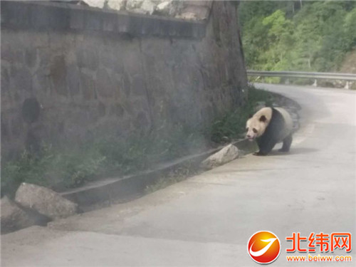 两只家养大熊猫在国道351线“溜达”