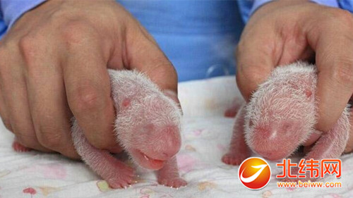 四川往年第10对于大熊猫双胞胎在雅安降生 这回是对于“巨婴”