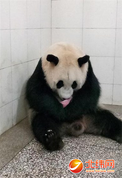 大熊猫又双叒叕生双胞胎啦！