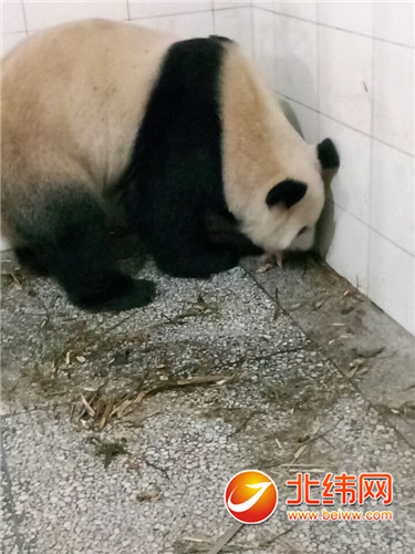 23个小时的期待 终于等到大熊猫“翠翠”的千金