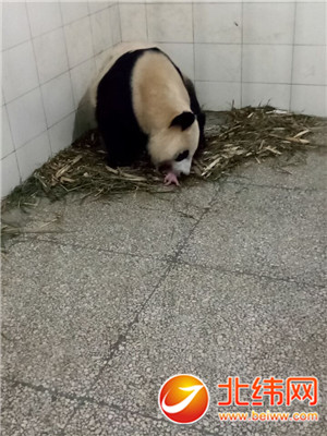 大熊猫“翠翠”初次当妈妈 喜获“千金”