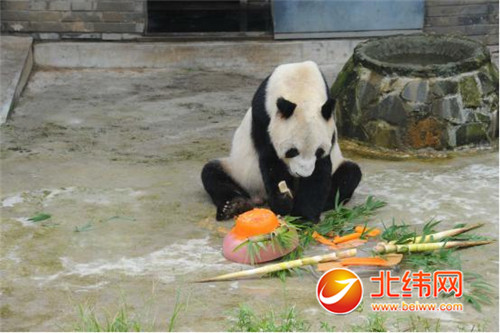 “好汉父亲”大熊猫盼盼迎来31岁生日