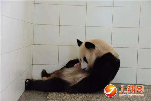 大熊猫“汪佳”产下一胖闺女