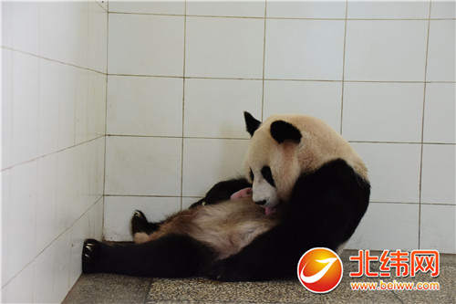 9岁大熊猫“汪佳”昨日清晨产下一个“胖闺女”