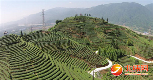 雨城区被评为第五届“中国名茶之乡”