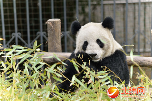 大熊猫初次在岁末发情配种以及接管精液