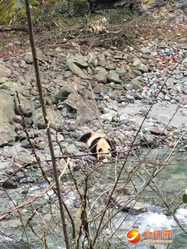 芦山县大川镇再次发现家养大熊猫踪影
