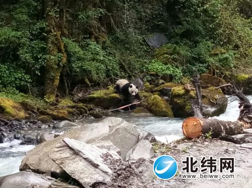 宝兴硗碛藏族乡发现家养大熊猫 ！