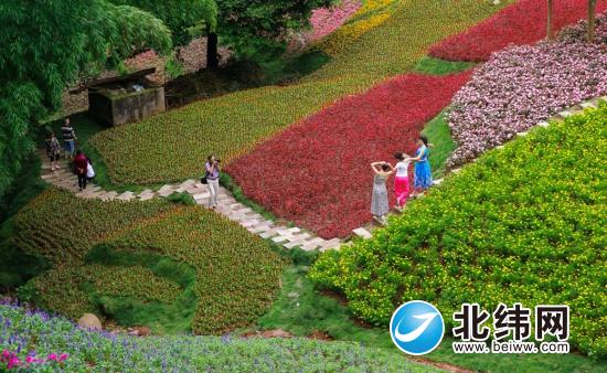 张家山公园新增43亩花田 好美！