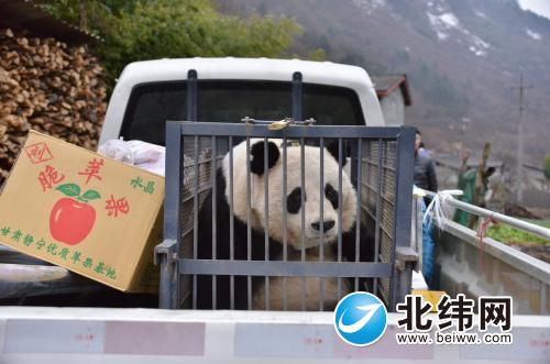 一种大熊猫放归的新操作泛起了：大熊猫野外引种