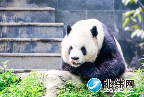 来熊猫家源  享生态美景