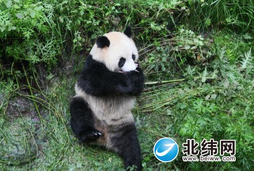 石棉栗子坪国家级做作呵护区即将再迎两只大熊猫